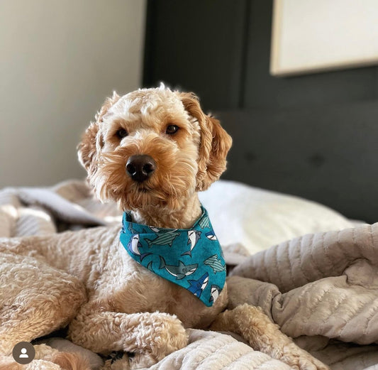 Sharks Dog Bandana