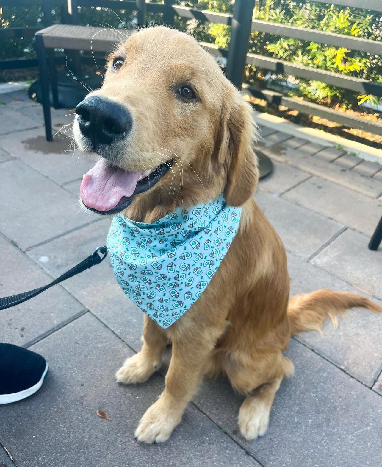 Puppuccino Scrunchie Dog Bandana